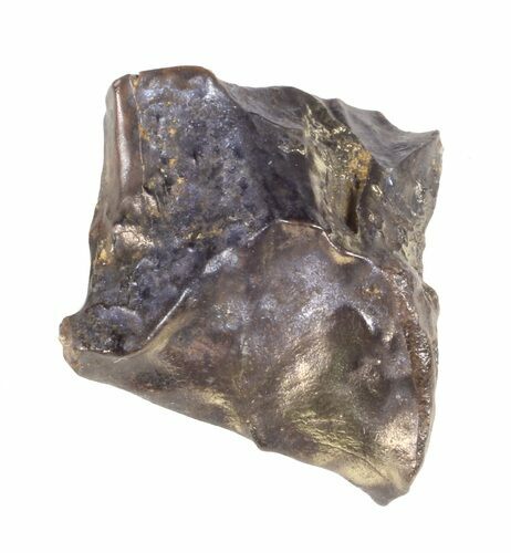 Triceratops Shed Tooth - Montana #60699